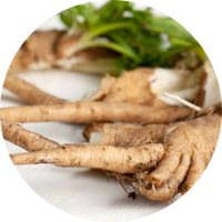 Chicory Root Fibre