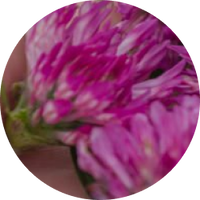 Red Clover