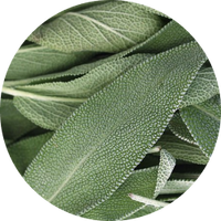 Sage Leaf Extract